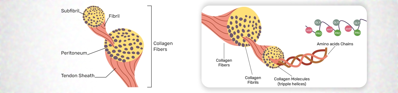 What is the collagen?
